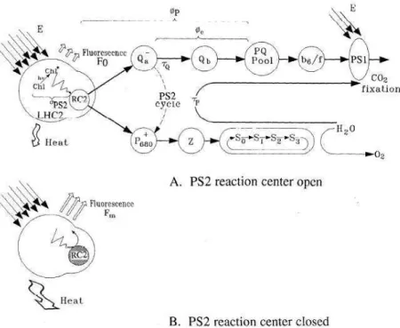 Fig. 6. Diagramme représentant la dissipation de l’énergie lumineuse absorbée au niveau des PSII en fonction de  leur état