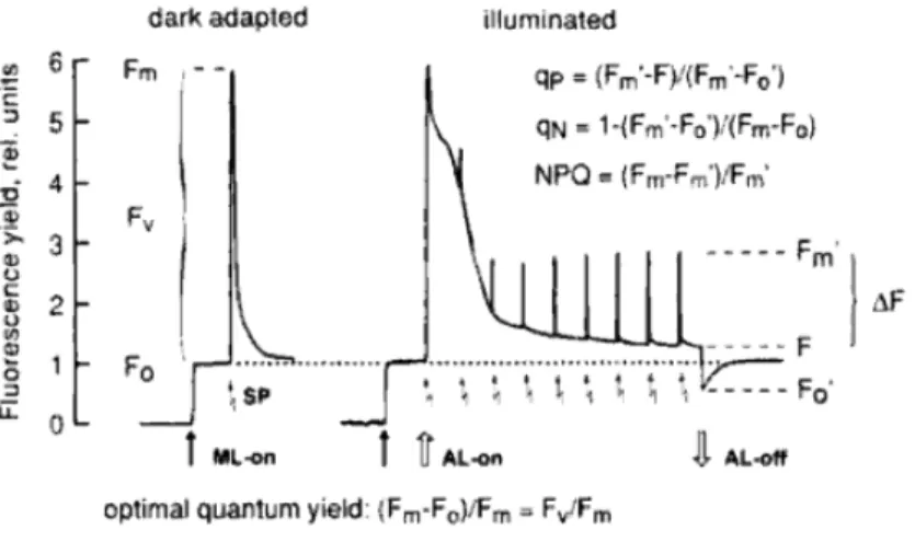 Fig. 7.  Analyse  des  quenching  par  la  méthode  des  pulses  saturants.  Niveaux  de  fluorescence  et  définition  des  paramètres de la fluorescence