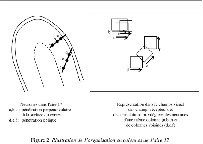 Figure 2 :Illustration de 1'organisation en colonnes de 1'aire 17 