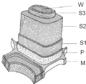 Figure 35 : Représentation des couches constitutives de  la paroi cellulaire. M : couche intercellulaire, P : paroi  primaire,  S :  paroi  secondaire  (S1,S2,S3),  W :  couche  verruqueuse éventuellement présente