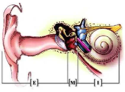 Fig. 1.1: Schéma de l’appareil auditif humain comprenant l’oreille externe [E], l’oreille moyenne [M] et l’oreille interne [I]