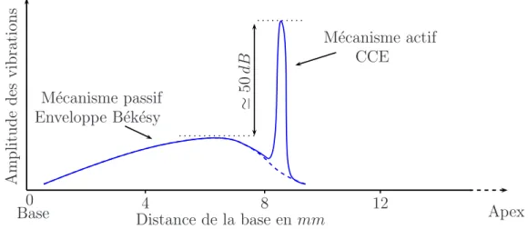 Fig. 1.10: Réponse de la membrane basilaire d’un cobaye à un son pur de 10 kHz, le mécanisme actif amplifie de 50 dB la vibration de la membrane basilaire par rapport à l’enveloppe passive de Békésy et affine la sélectivité fréquentielle.