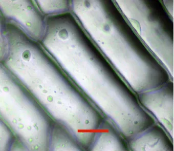 Figure 3-1 : Photographie de cellule d’oignon blanc in vitro prise en microscopie optique de réflexion