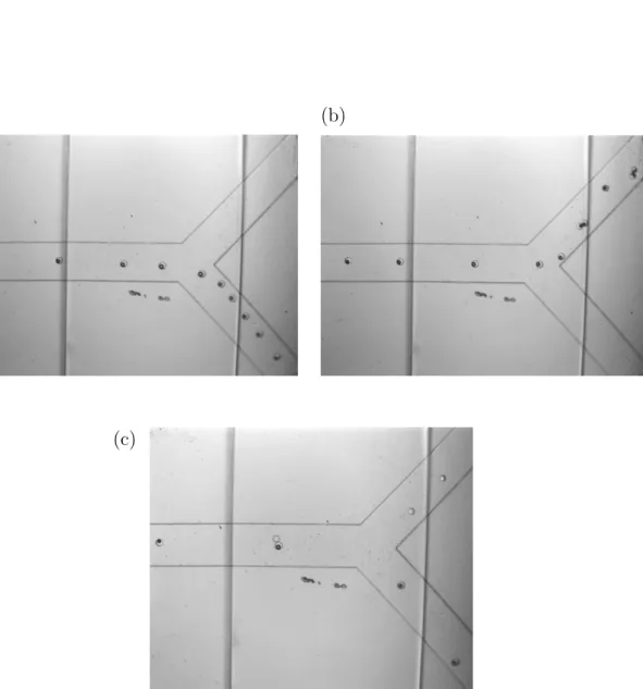 Figure 4.7 – Aiguillage de doubles ´ emulsions ` a une bifurcation. Les fr´ equences acoustiques sont de (a) 58 kHz et (b) 50 kHz