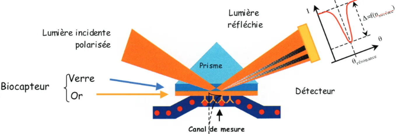 Figure 1. 12 : Principe de la résonance de plasmons de surface, à partir de [INS] et [MON].