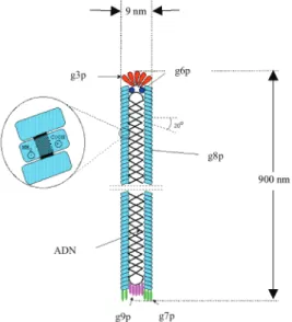Figure 4. 9 : Représentation du bactériophage M13 [LEI].