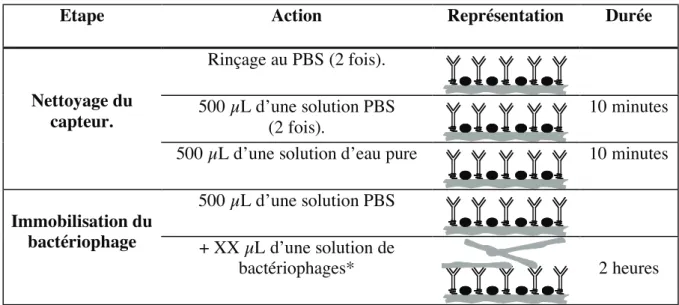 Figure 4. 17 : Protocole d’immobilisation du bactériophage M13 sur la surface du capteur.