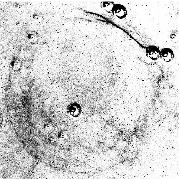 Fig. 3.— Hα image of SN 1006.