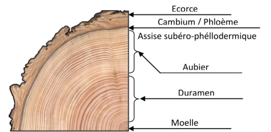 Figure 4 : Section d'un douglas (Pseudotsuga menziesii) et ses différentes parties. 