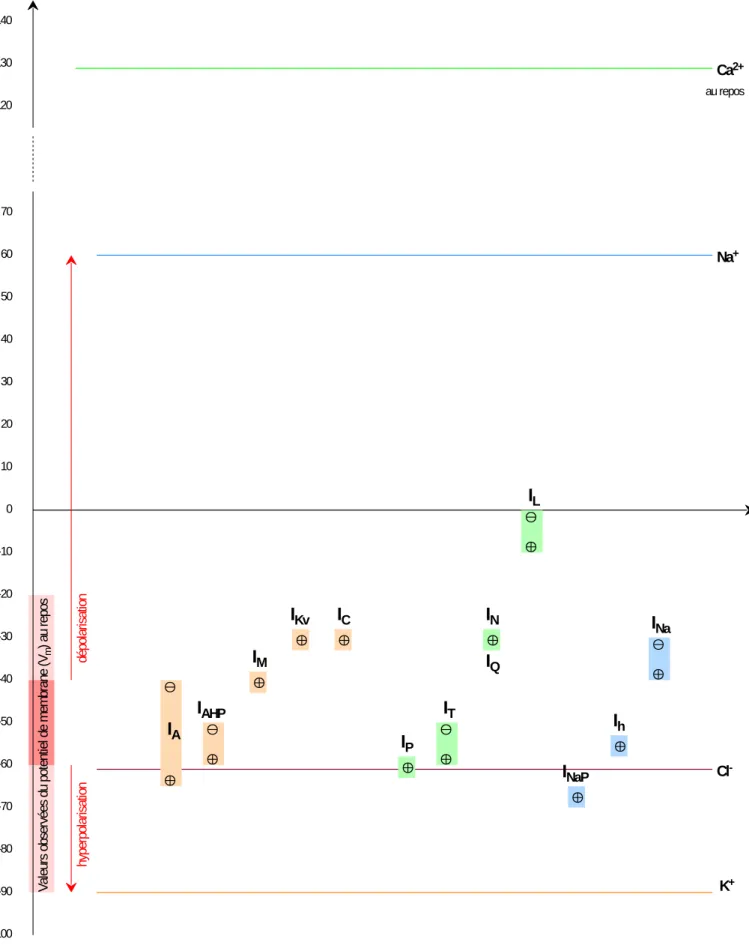 Figure 7 : Seuil d'activation et d'inactivation des courants K + , Ca 2+ , &amp; Na +