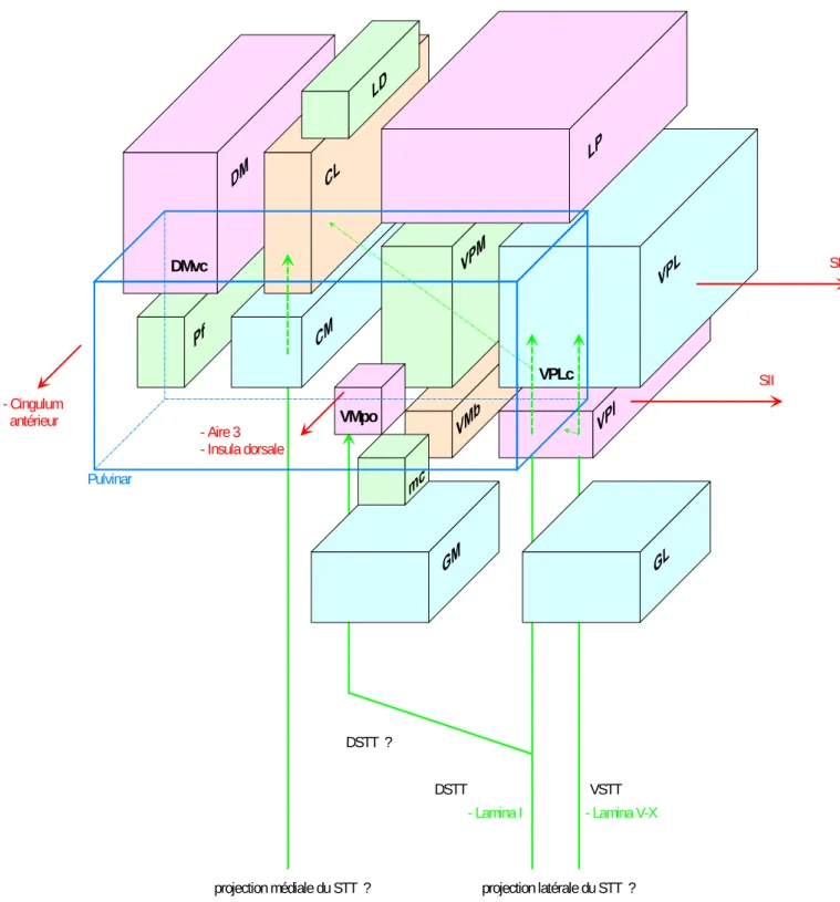 Figure 15 : Sites de projection du faisceau spino-thalamique