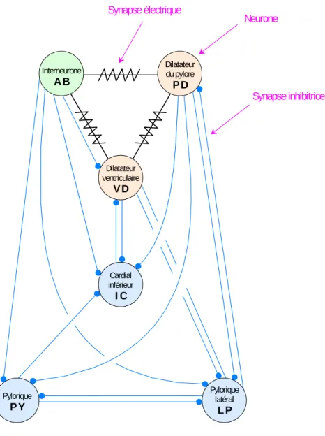 Figure 17 : Structure minimale permettant un contrôle moteur