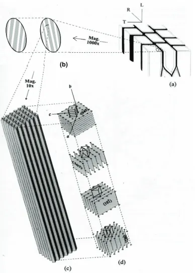 Figure II.12 – Structure de la cellulose au sein des parois cellulaires du bois : (a) trachéides de Gymnospermes, considéré en DRX comme la superposition de deux éléments de paroi plans dont l’angle moyen des microfibrilles est opposé (b)