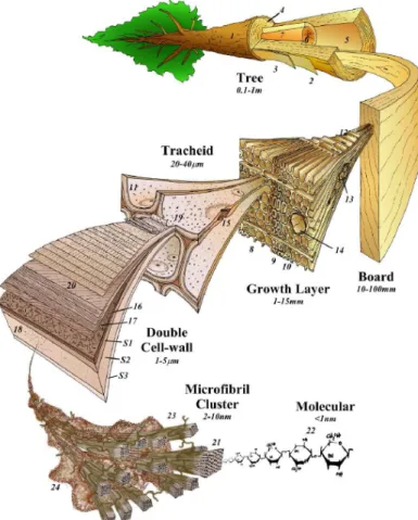 Figure 1 – Illustration de l’organisation multi-échelles du matériau bois (Harrington 2002)