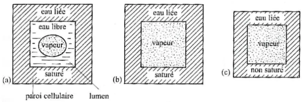 Figure 9 – Représentation schématique de trois états différents de l’eau dans le bois : (a) au-dessus du PSF, (b) au PSF, (c) en-dessous du PSF