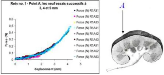 Figure 40 : Mise en évidence expérimentale de l’élasticité après indentations successives d’un même rein 