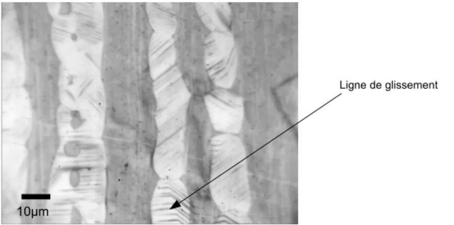 Fig. 1.3  Lignes de glissement au sein des grains austénitiques d'un acier austéno-ferritique déformé plastique- plastique-ment ([EB07]).