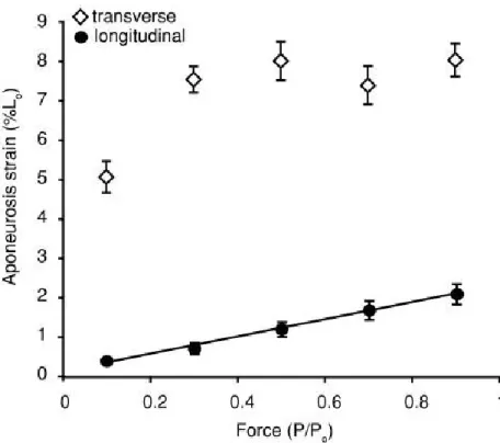 Figure  II.15.  Relation  entre  la  force  musculaire  et  la  déformation  de  l’aponévrose  en  transversal  (losange vide) et en longitudinal (carré plein) pendant une contraction musculaire (Azizi et Roberts,  2009)