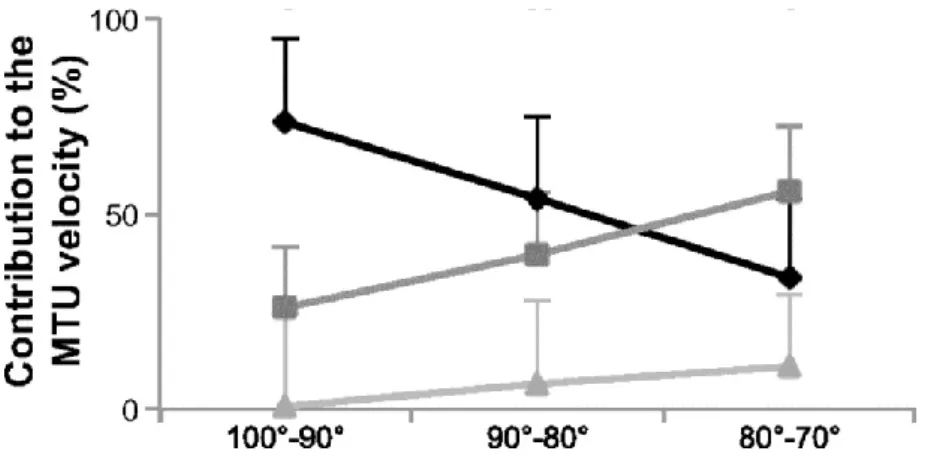 Figure II.27. Contributions relatives des structures (fascicles : losange noir ; tendon : carré gris foncé 