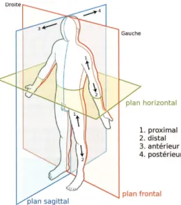 Figure I.1 : Les trois coupes anatomiques (Kamina, 2005).