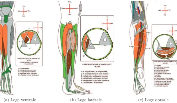 Figure I.4 : Répartition des muscles de la jambe dans les loges ventrale (a), latérale (b) et dorsale (c) (www.anatomie-humaine.com).