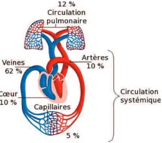 Figure I.5 : Répartition du volume sanguin dans le système circulatoire.