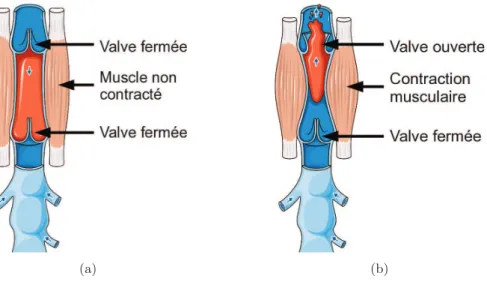 Figure I.6 : Mécanismes de soutient du retour veineux par contraction musculaire : (a) veine avec deux valves fermées, (b) veine avec une des deux valve ouverte (Servier Medical Art, www.servier.fr).