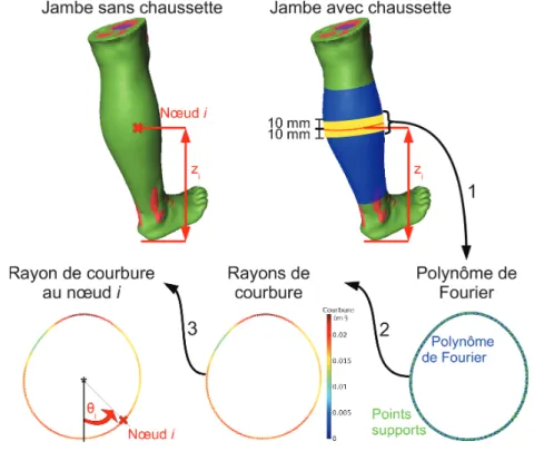 Figure II.19 : Calcul du rayon de courbure de la jambe avec chaussette à la position des nœuds du maillage de la jambe sans chaussette.