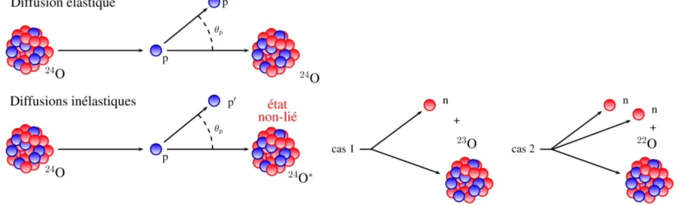 Figure 2.1 – Principe des diffusions ´elastique et in´elastiques de protons par le noyau 24 O.