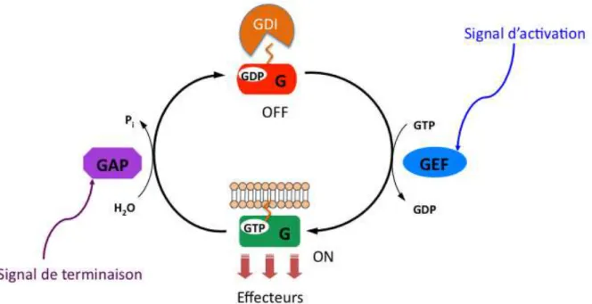 Figure 2 : Cycle général d’activation des petites protéines G 