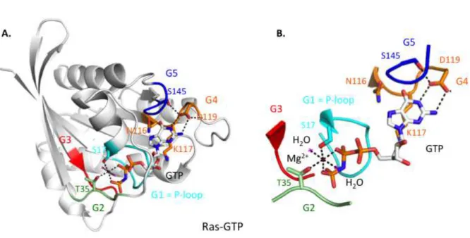 Figure 5 : Structure d’une petite protéine G et de son site de fixation au nucléotide