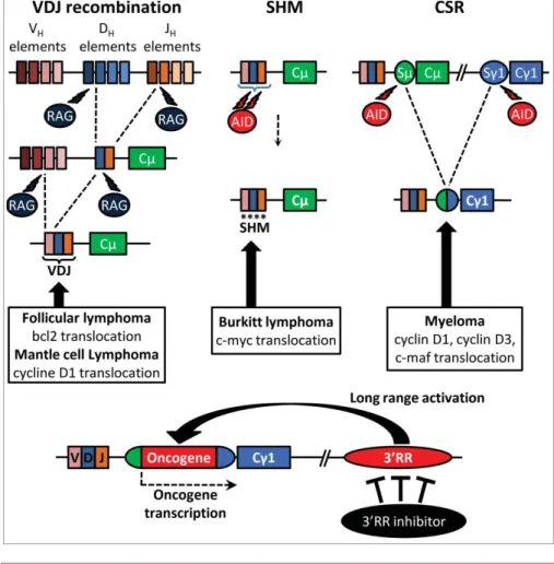 Figure 1. DNA recombination and mutations occur during B-cell maturation. RAG-induced (during VDJ recombination) and AID-induced (during CSR and SHM) DNA breaks are potential sites of  onco-gene translocations