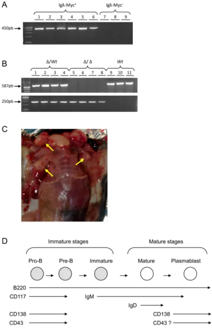 Figure 1: Igλ-Myc/3’RR-deicient lymphoma mice.  A. A typical PCR pro i le for the detection of the Ig λ -Myc transgene