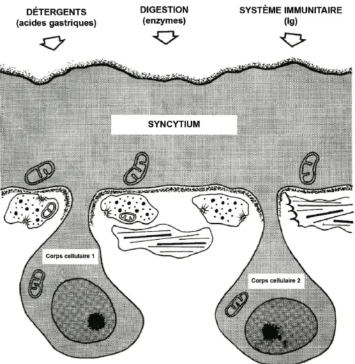 Figure I.1 Schéma général du tégument d’un parasite. D’après Halton (2004). 