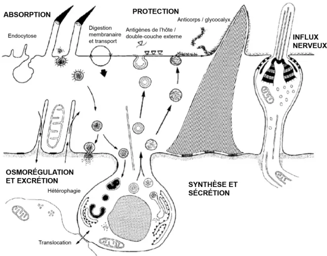 Figure I.2 Schéma résumant les principales fonctions du tégument d’un parasite. D’après Halton (2004)