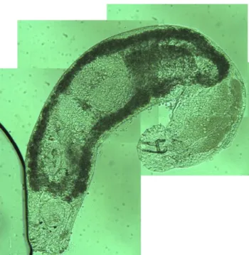 Figure II.7 Pseudodactylogyrus anguillae. 