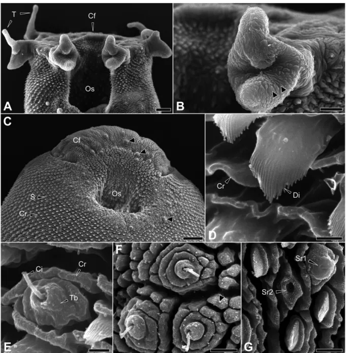 Figure VI.1 Anterior part of Bucephalus anguillae by scanning electron microscopy. (A) Front view of the rhynchus showing 7 fully  developed tentacles surrounding the crescent-shaped formation just above the oral sucker