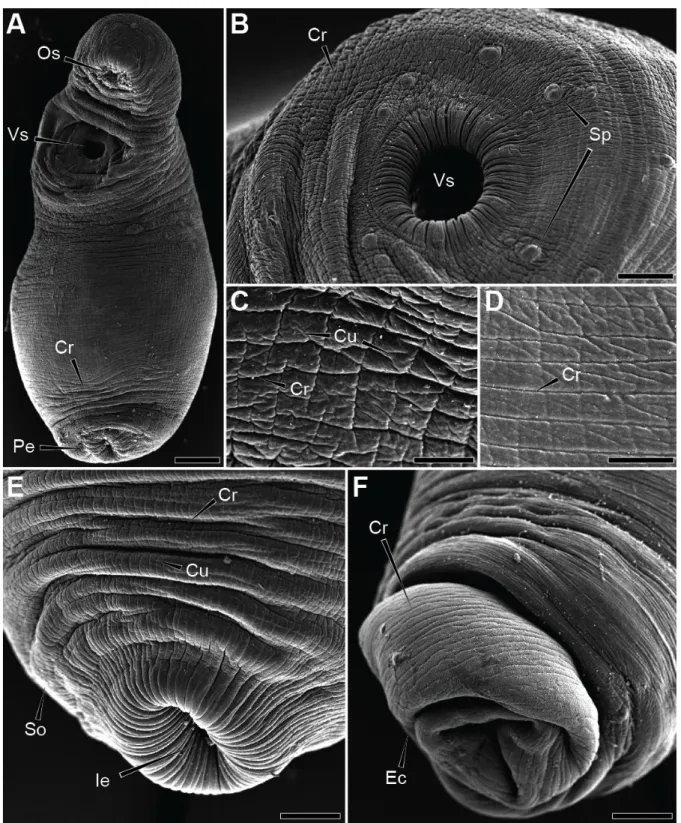 Figure VII.1 Scanning electron micrographs of Lecithochirium musculus tegument. (A) Ventral view of the fluke