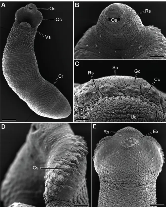 Figure VIII.1 Scanning electron micrographs of Deropristis inflata tegument. (A) Ventral view of the fluke