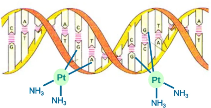 Figure 22 : Schématisation du mode d’action de l’Oxaliplatine sur les brins de l’ADN 