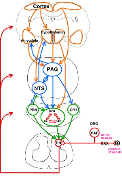 Figure 6 : Représentation schématique des interconnexions entre les structures supraspinales impliquées dans  l’initiation et la modulation des contrôles inhibiteurs descendants