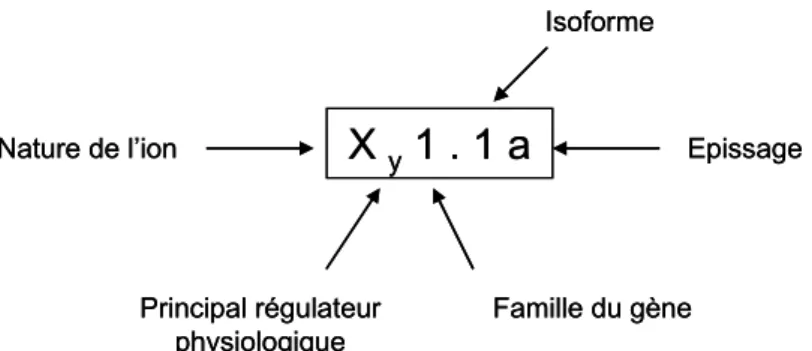 Figure 13 : Nomenclature des canaux ioniques 
