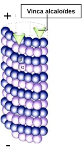 Figure 17 : Schématisation du mode d’action de la Vincristine sur l’extrémité (+) des microtubules