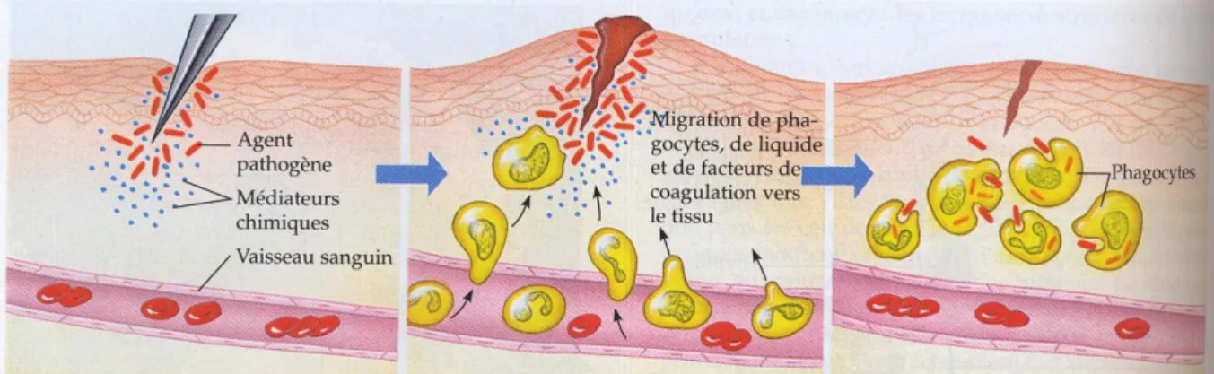 Tableau 2 : Les chimiokines pro-inflammatoires. 