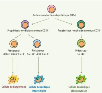 Figure 3 : Origine des cellules dendritiques. Les cellules dendritiques se différencient à partir de  cellules souches hématopoïétiques CD34 +  de la moelle osseuse