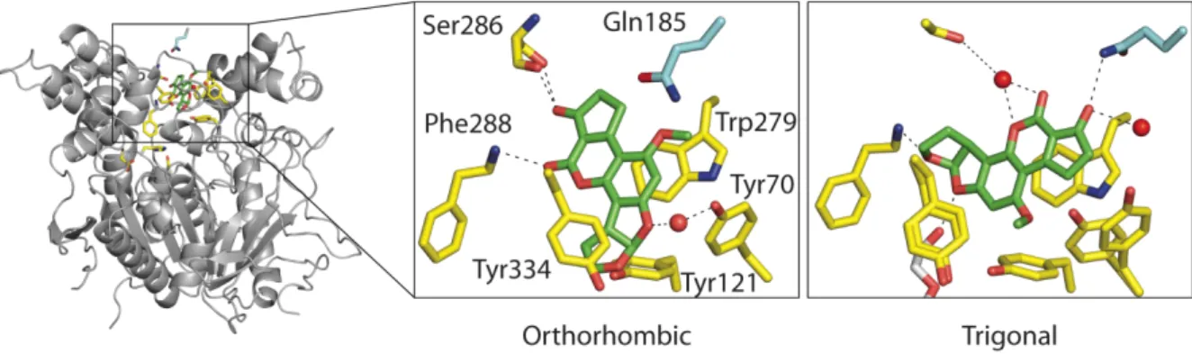 Figure 1. Overview of the TcAChE/AB1 complex and close-up view of the PAS in the orthorhombic space  group  (upper  box)  and  trigonal  space  group  (lower  box)