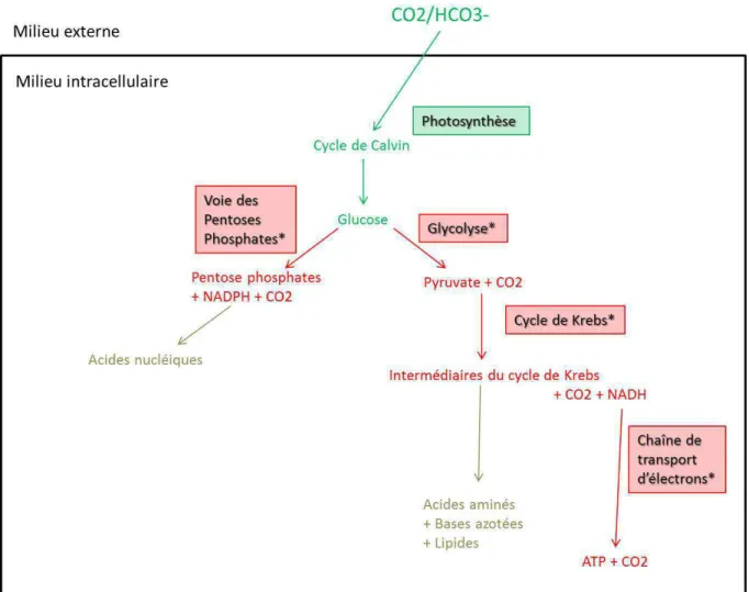 Figure  I.9.  Schéma  de  synthèse  des  relations  existantes  entre  les  réactions  de  photosynthèse  et  les  réactions  de  respiration