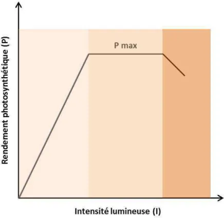 Figure I.14. Evolution du rendement photosynthétique en fonction de l’intensité lumineuse