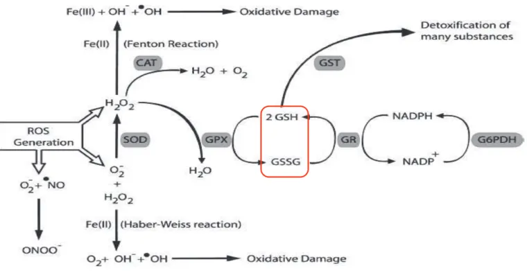 Figure 2 : Les principales enzymes antioxydantes. 