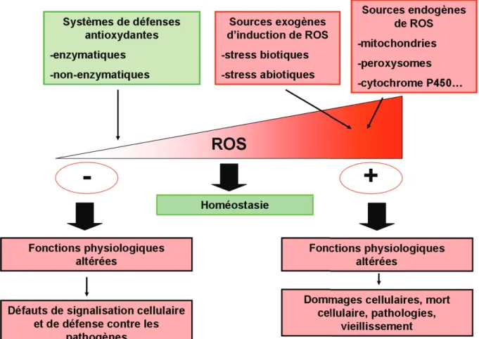 Figure 3 : Origine, régulation et effets des ROS. 
